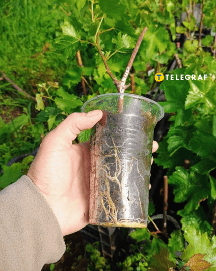 Саджанець винограду