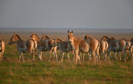 Заповідник Асканія-Нова