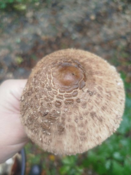 Гриб-парасолька