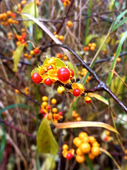 Древогубец как выглядит