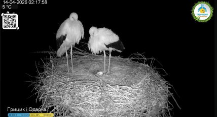 В гнезде Грицика и Одарки появилось яйцо