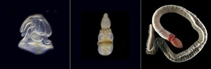 Ученые обнаружили живое существо, у которого есть голова, но отсутствует тело