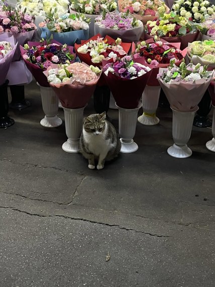 Кішка на площі Українських Героїв у Києві