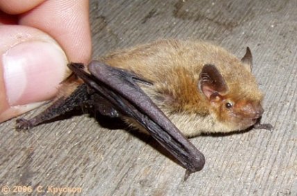 Soprano pipistrelle, которую нашли в Тарутинском заповеднике