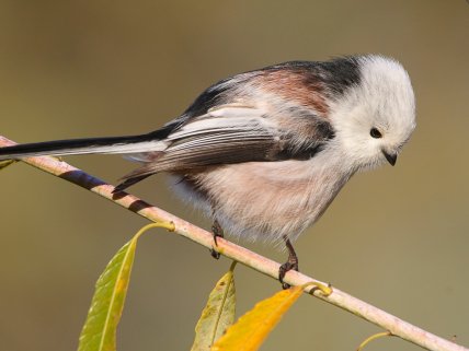 синица длиннохвостая