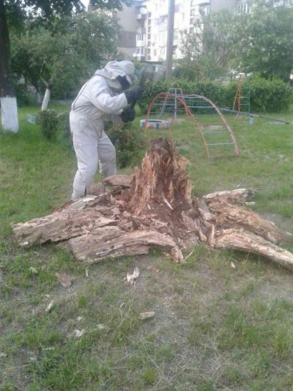Пеньок з шершнями