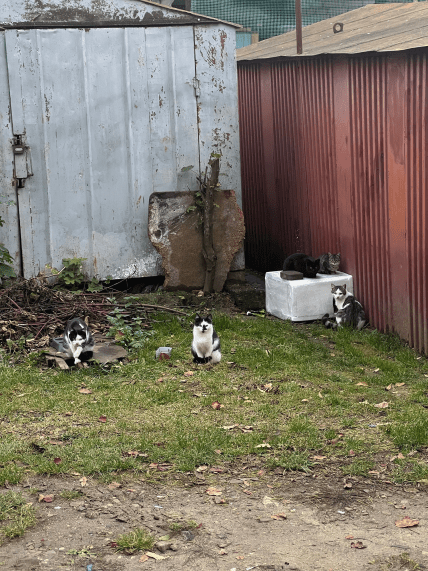 Коты в пенопластовых домах
