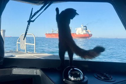 Кішка, яка патрулює Чорне море