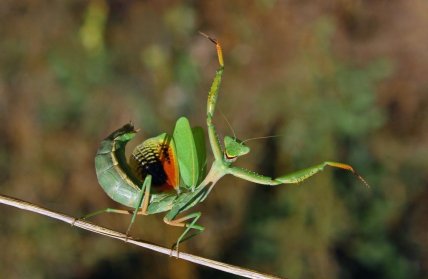 Богомол ирис пятнистый