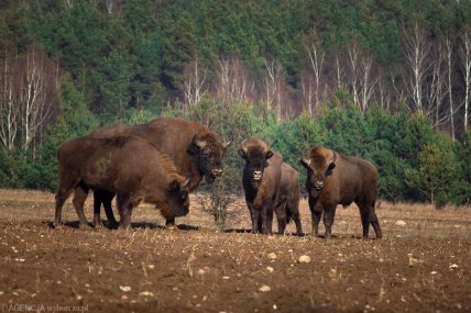 зубры беловежская пуща
