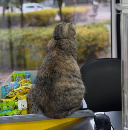 Кот на кассе в мультимаркете Аврора смотрит в окно