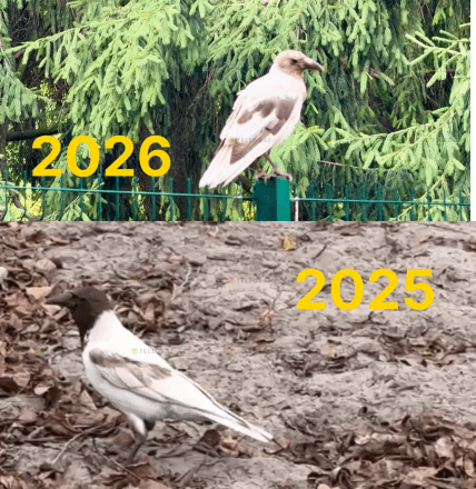 Белые вороны, замеченные в Киеве в 2025 и 2026 году