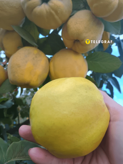 Айва в Днепропетровской области