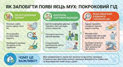 Как предотвратить появление яиц мух в доме