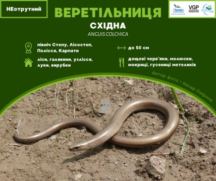 Веретельница восточная