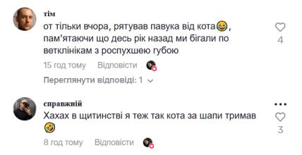 Комментарии о коте и пауке