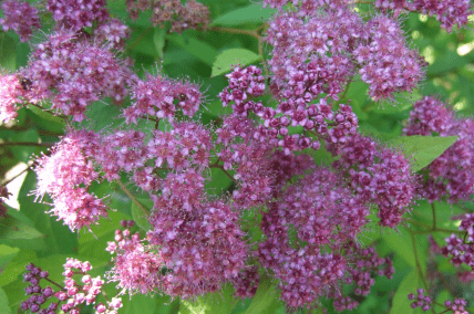 Спирея японская