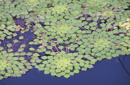 водяний горіх фото