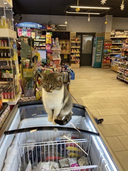 Кот на холодильнике с мороженым в продуктовом магазине