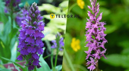 Редкий цветок пальчатокоренник майский