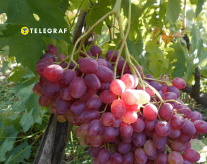 Виноград Велес