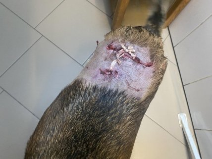 Пострадавшая собака