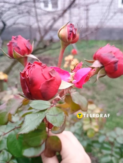 Роза Леонардо да Винчи еще дает последние цветы