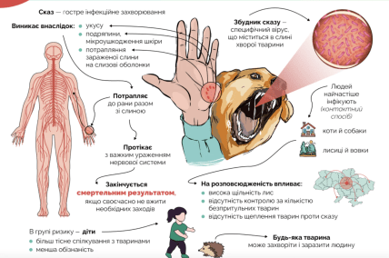 Що треба знати про сказ