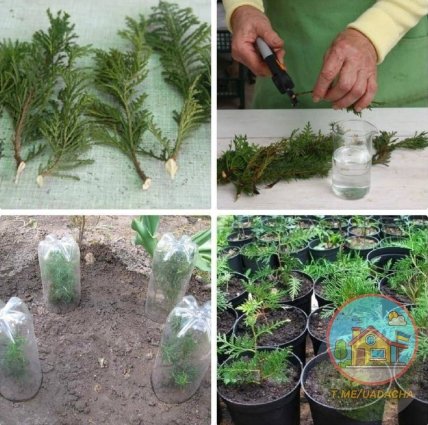 размножение туи черенками