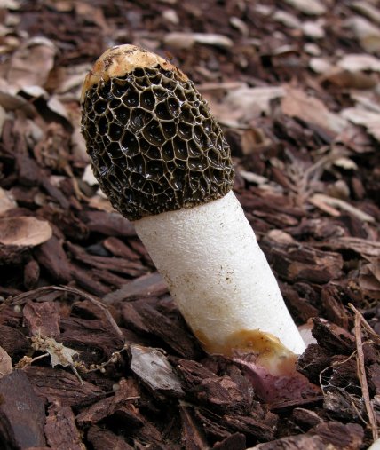 Веселка Адріана (Phallus hadriani)
