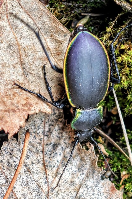 Турун облямований на Полтавщині