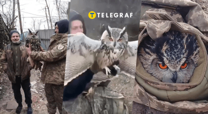 Сову пугач знайшли пораненою в Дніпрі