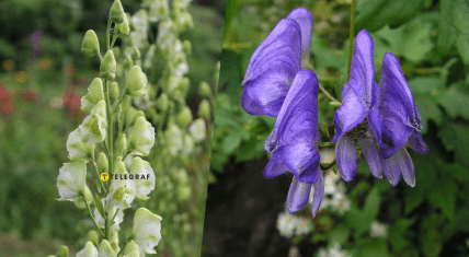 Аконит дубравный