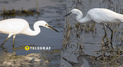 Белая цапля на Днепропетровщине