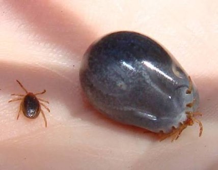 Австралийский клещ Ixodes holocyclus