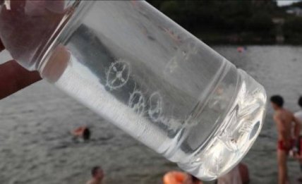 Медузы в Днепре