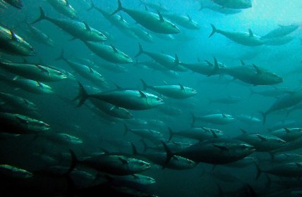 Рыба в воде