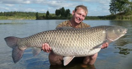 Рыба белый амур