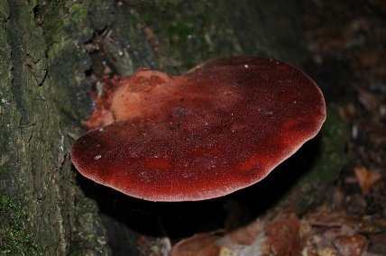 Печіночниця звичайна (Fistulina hepatica)