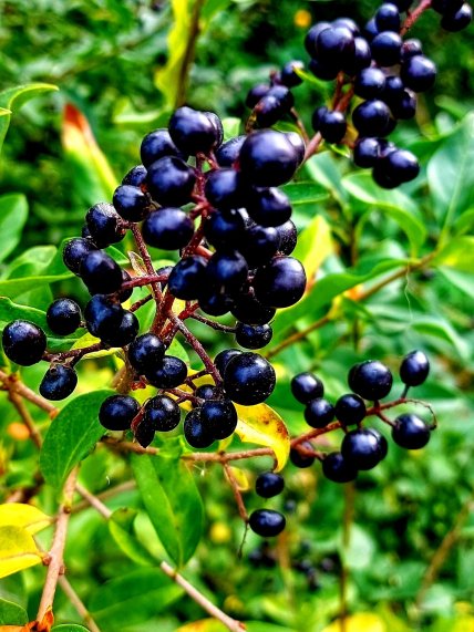 вовча ягода бирючина чорна