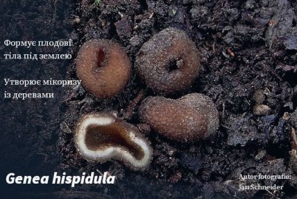 Genea hispidula