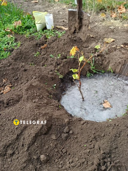 Як садити та поливати виноград після посадки восени