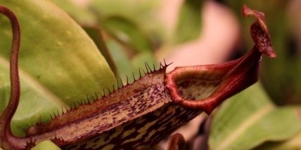 Кувшиночник