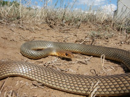 Желтобрюхий полоз