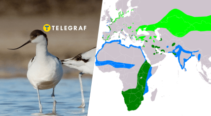 Чоботар в Тузливських лиманах, Одеська область