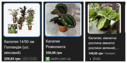 калатея цена в магазине