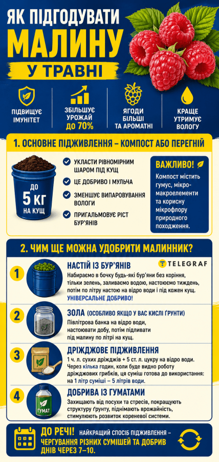 Как и чем правильно удобрять малину