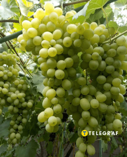 Виноград выгодно выращивать из-за цены на ягоды