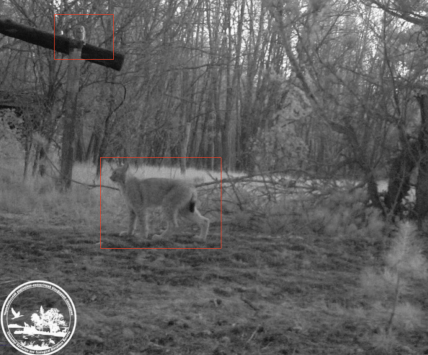 Рись и сова в Чернобыльском заповеднике