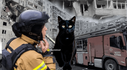 Кіт у Сумах